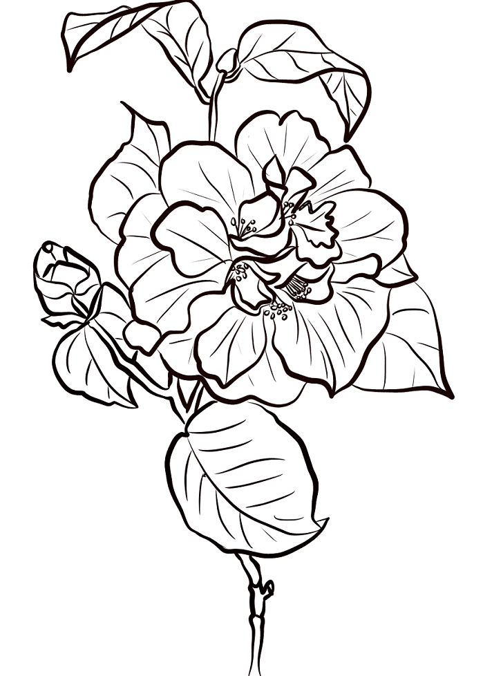 bông hoa trà đỏ