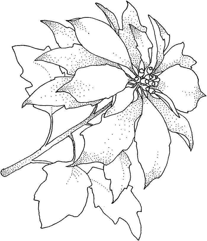 bông hoa trạng nguyên