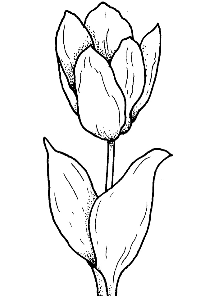bông hoa tulip