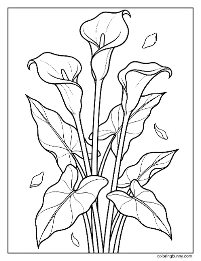 Trang Tô Màu Hoa Calla