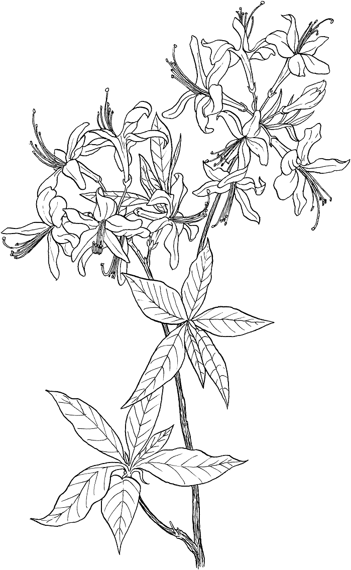 cành hoa đỗ quyên