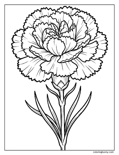 Trang Tô Màu Hoa Cẩm Chướng