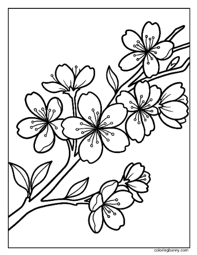 Trang Tô Màu Hoa Anh Đào