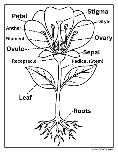 Trang Tô Màu Sơ Đồ Hoa