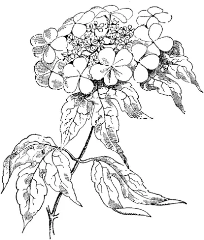 hoa hồng guelder