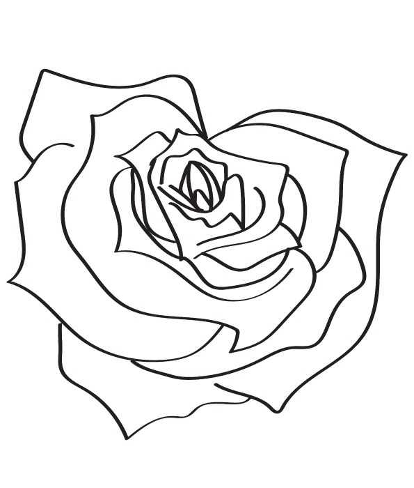 hoa hồng hình trái tim