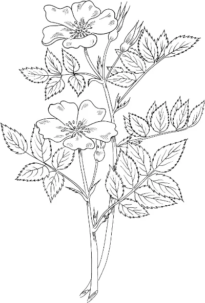 hoa hồng thảo nguyên