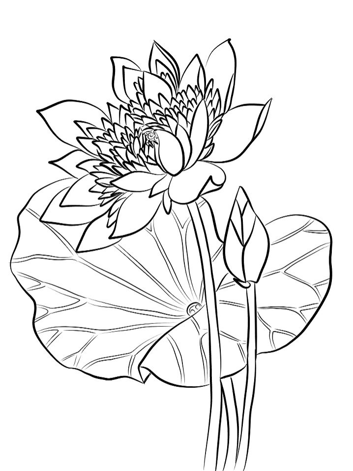 hoa sen linh thiêng