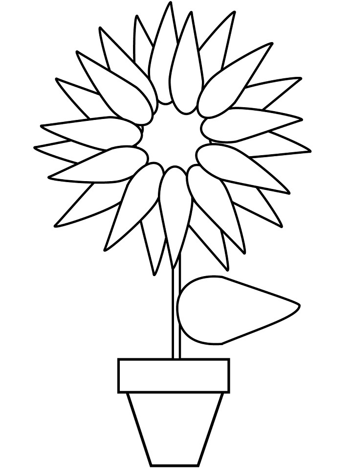 hướng dương trong chậu