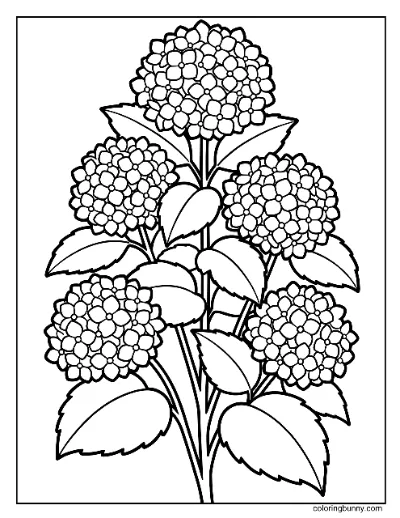 Trang Tô Màu Hoa Cẩm Tú Cầu