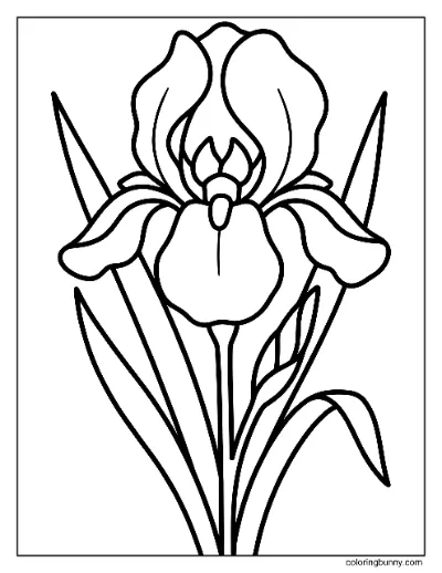 Trang Tô Màu Hoa Diên Vĩ