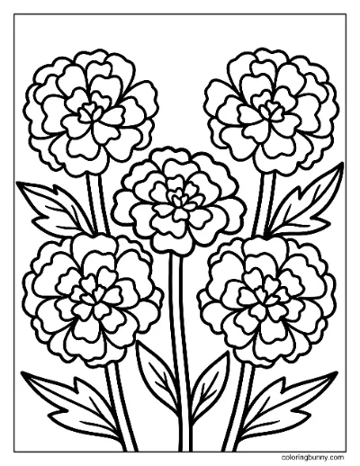 Trang Tô Màu Hoa Cúc Vạn Thọ