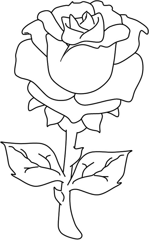 một bông hoa hồng