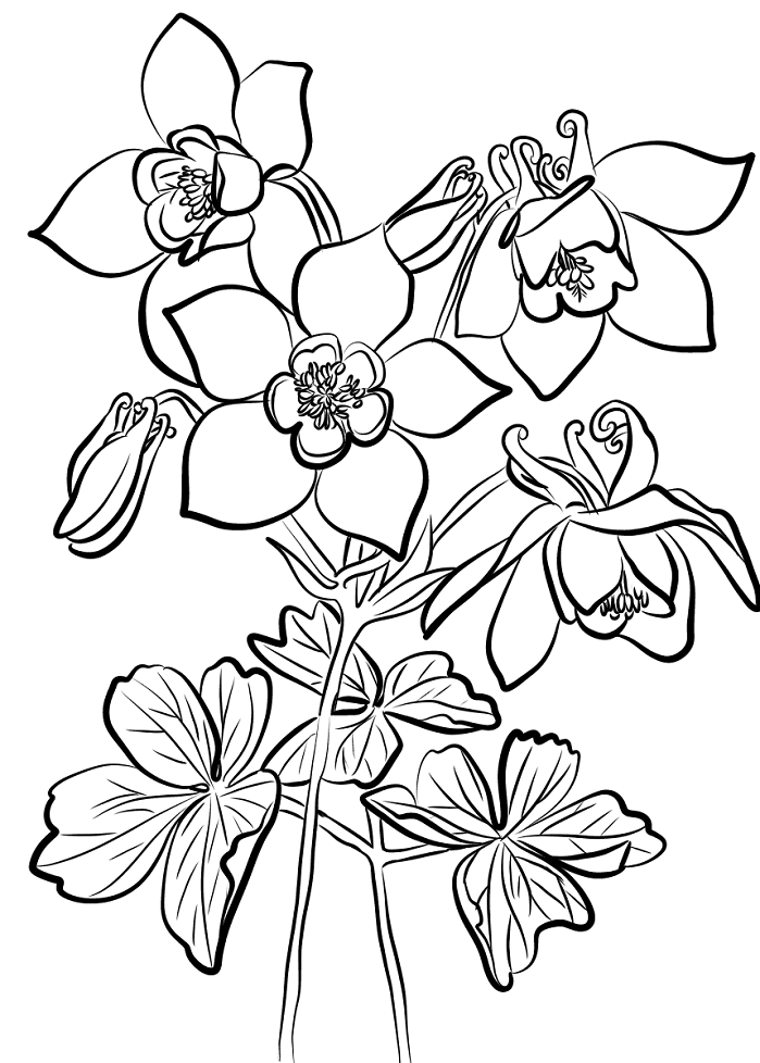 những bông hoa bồ câu