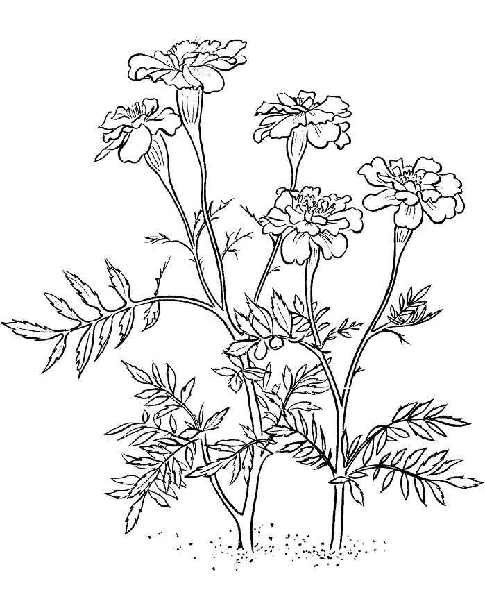 những bông hoa cúc vạn thọ