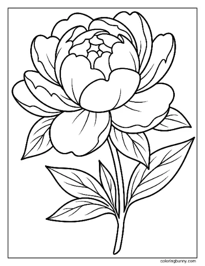 Trang Tô Màu Hoa Peony