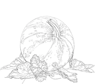 quả bí ngô trong vườn