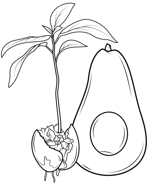 quả bơ và mầm non