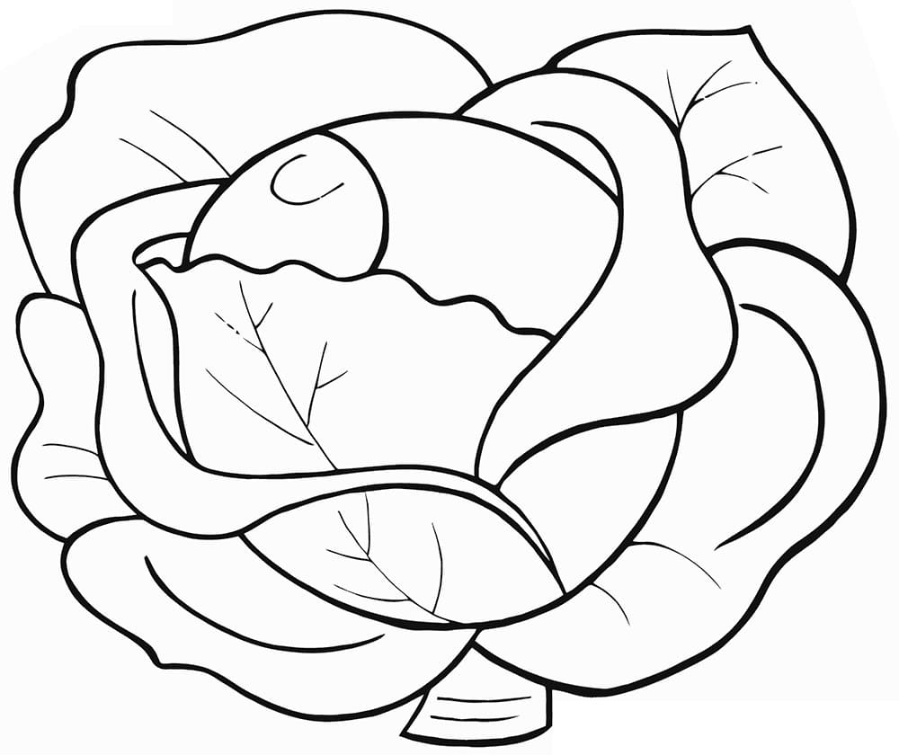 Bắp Cải Tươi Mát