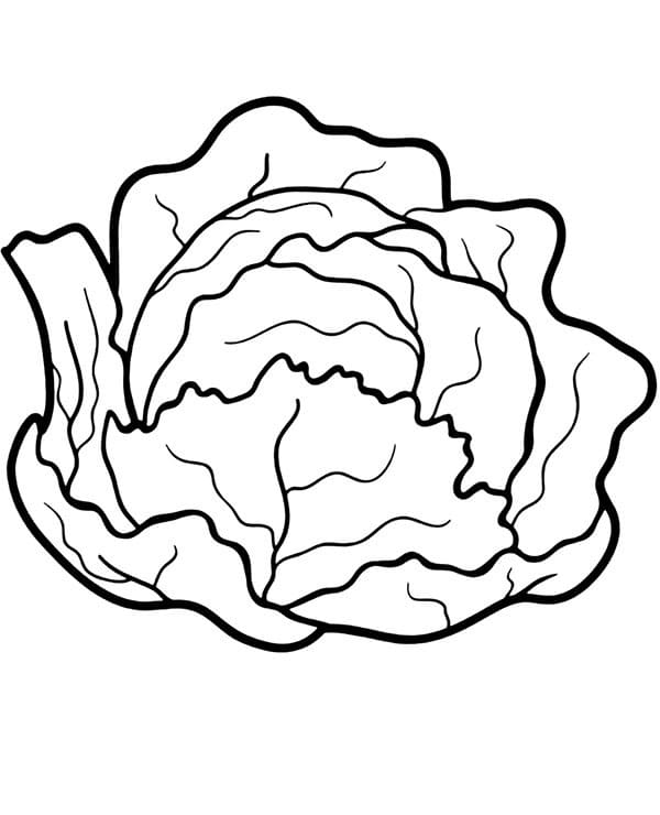 Bắp Cải Xanh Mát