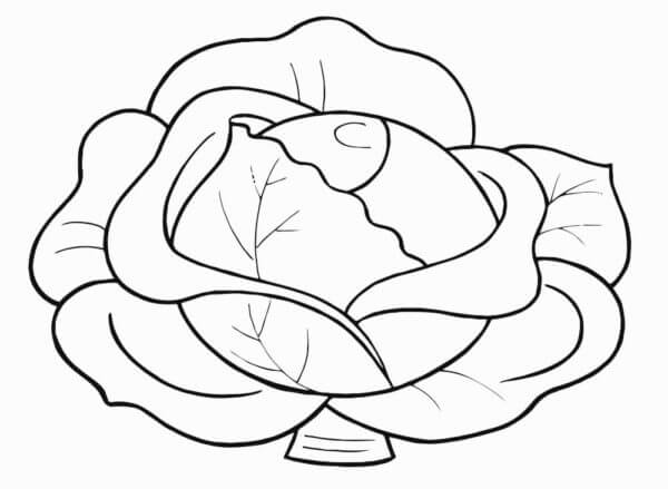 Bắp Cải Xanh To Lớn