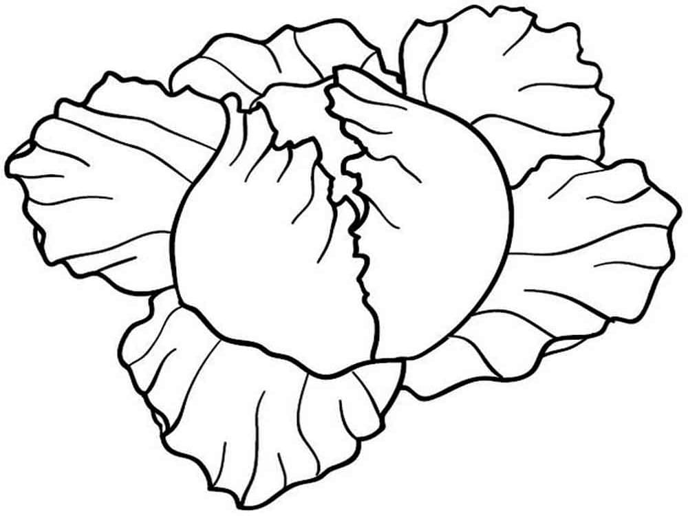 Bắp Cải Xanh Tươi