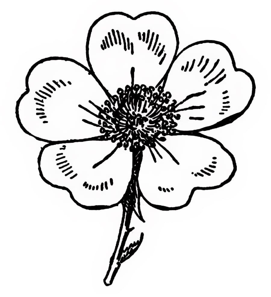 Bông Hoa 5 Cánh Xinh Nhất