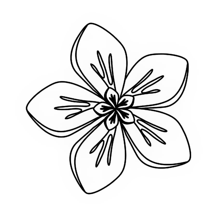 Bông Hoa 5 Cánh Xinh Xắn