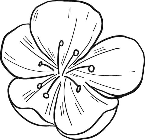 Bông Hoa Đào Đẹp