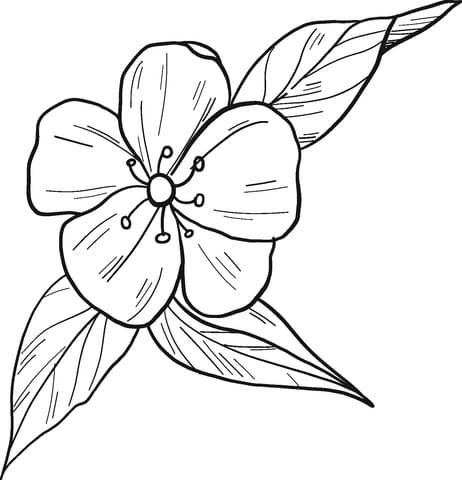 Bông Hoa Đào Nở Rộ