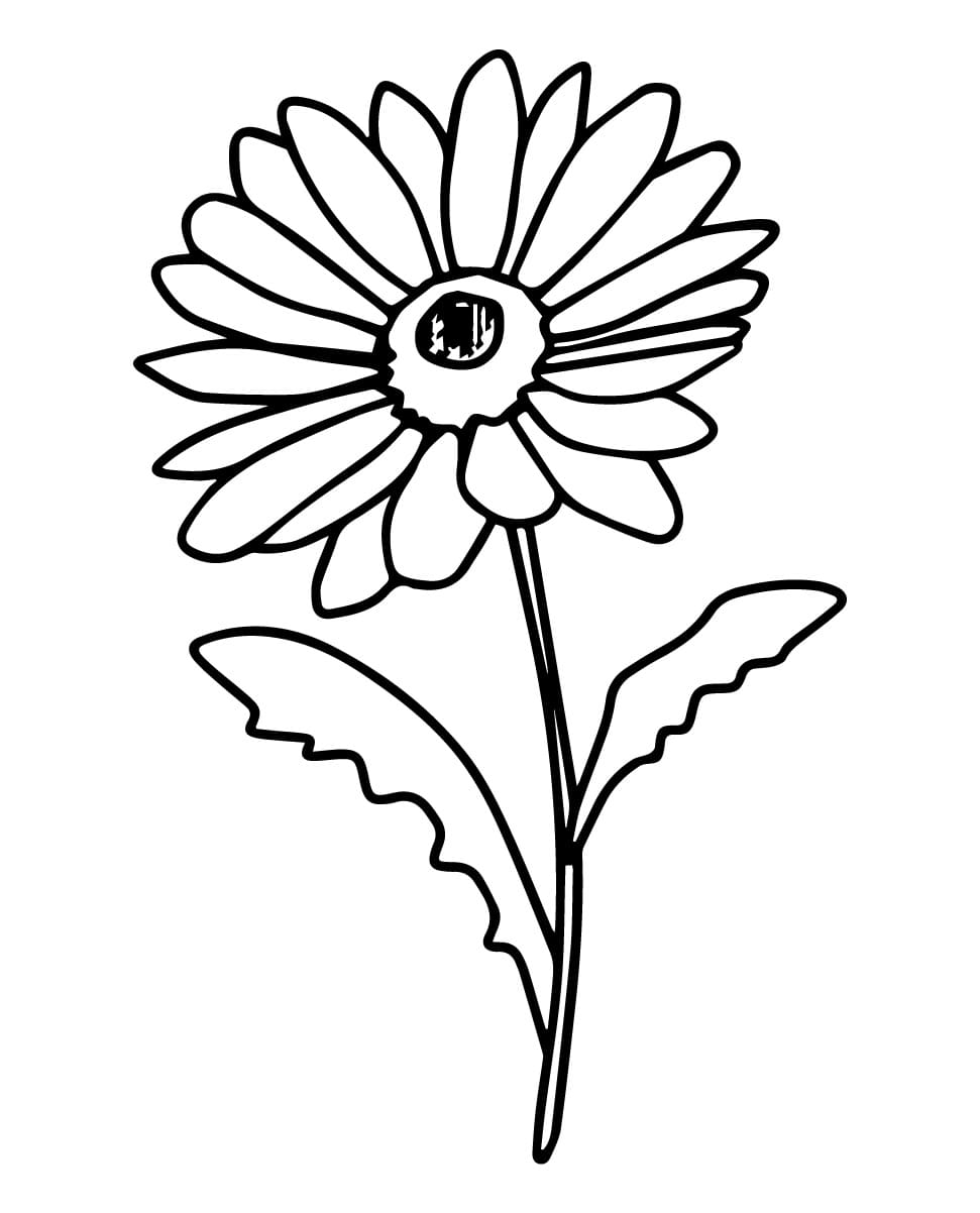 Bông Hoa Đồng Tiền Đơn Giản