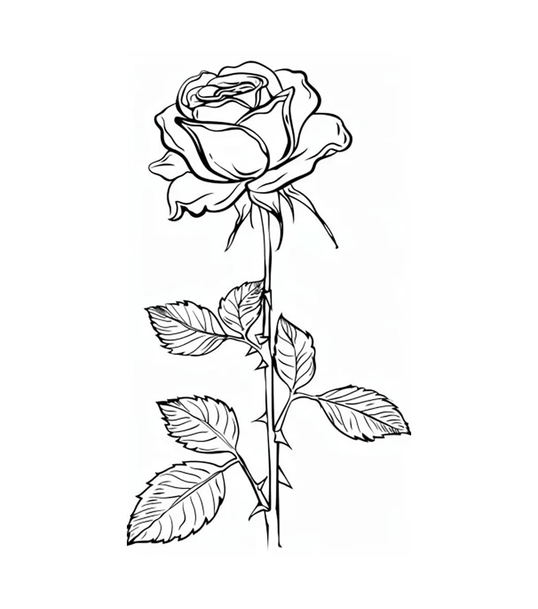 Bông Hoa Hồng Đẹp