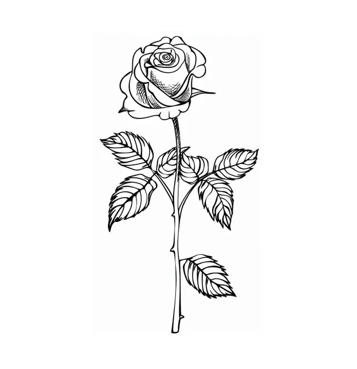 Bông Hoa Hồng Nhỏ