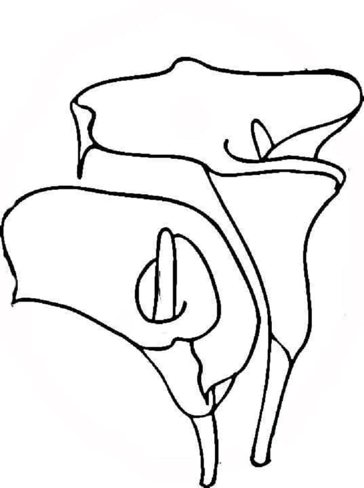 Bông Hoa Loa Kèn Bình Thường