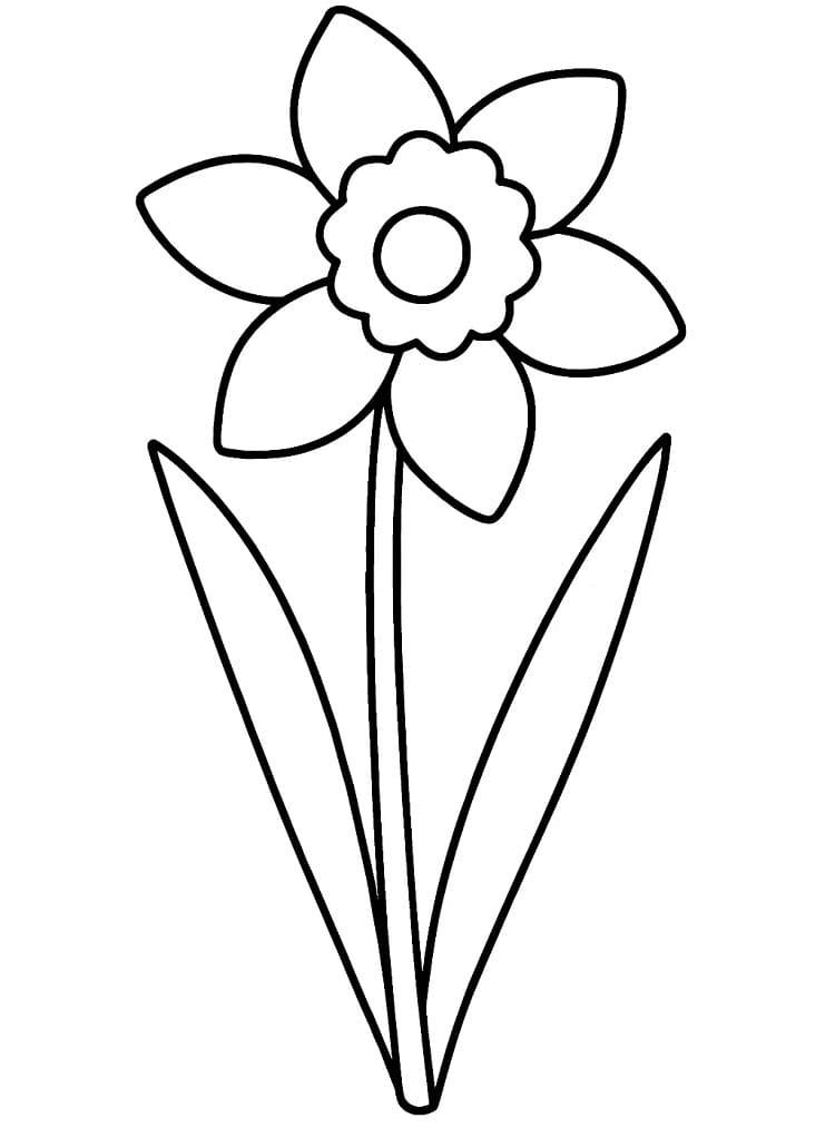 Bông Hoa Thuỷ Tiên Đơn Giản