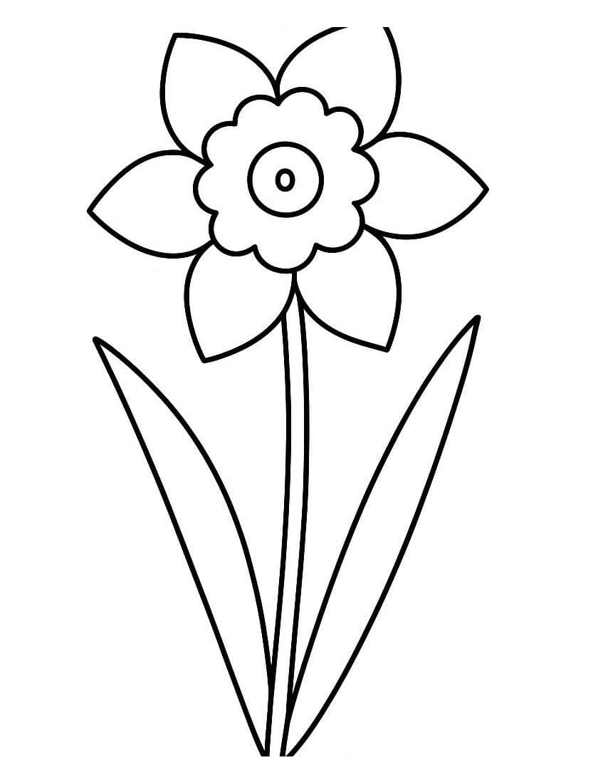 Bông Hoa Thuỷ Tiên