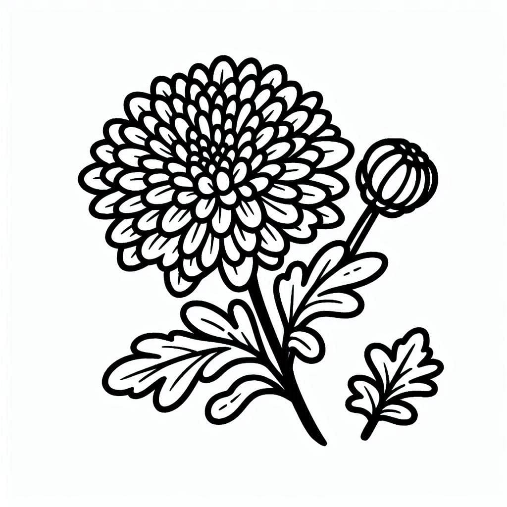 Bông Và Nụ Hoa Cúc