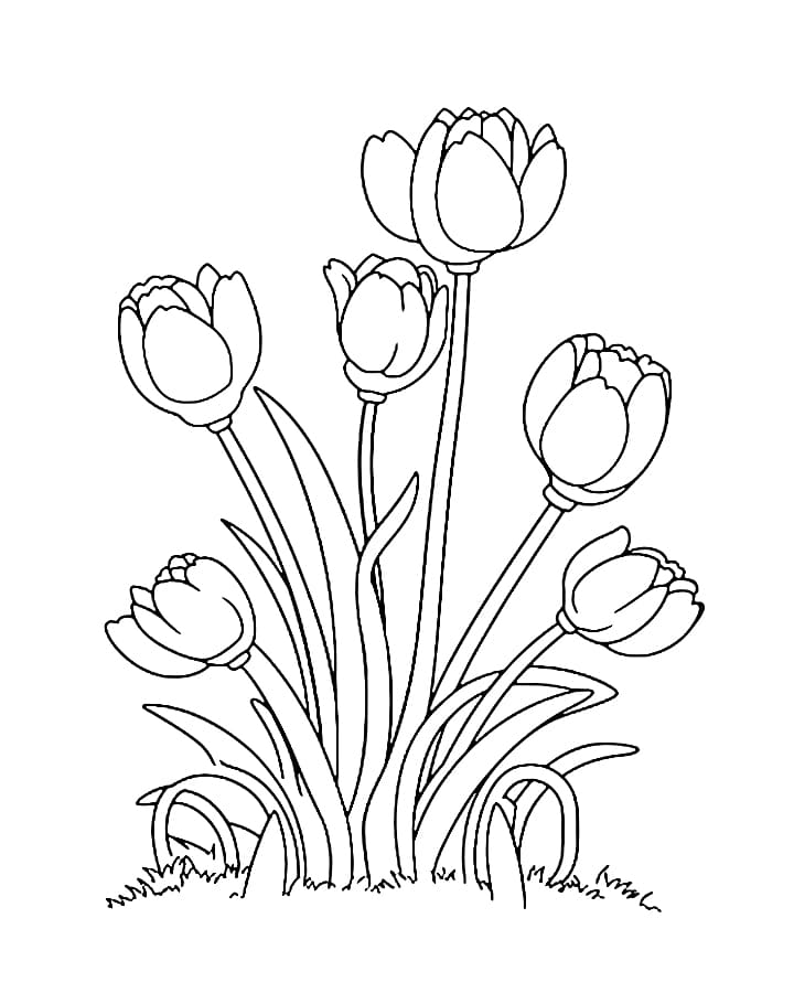 Bụi Hoa Tulip