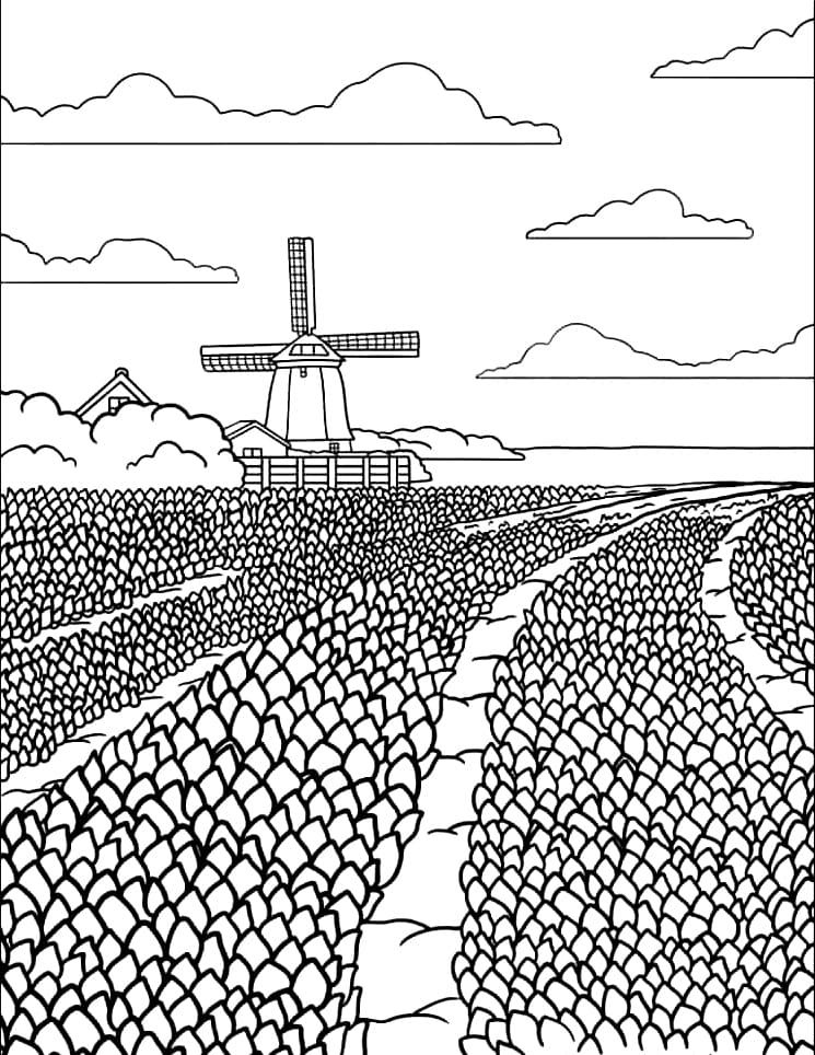 Cánh Đồng Hoa Tulip Rộng Lớn