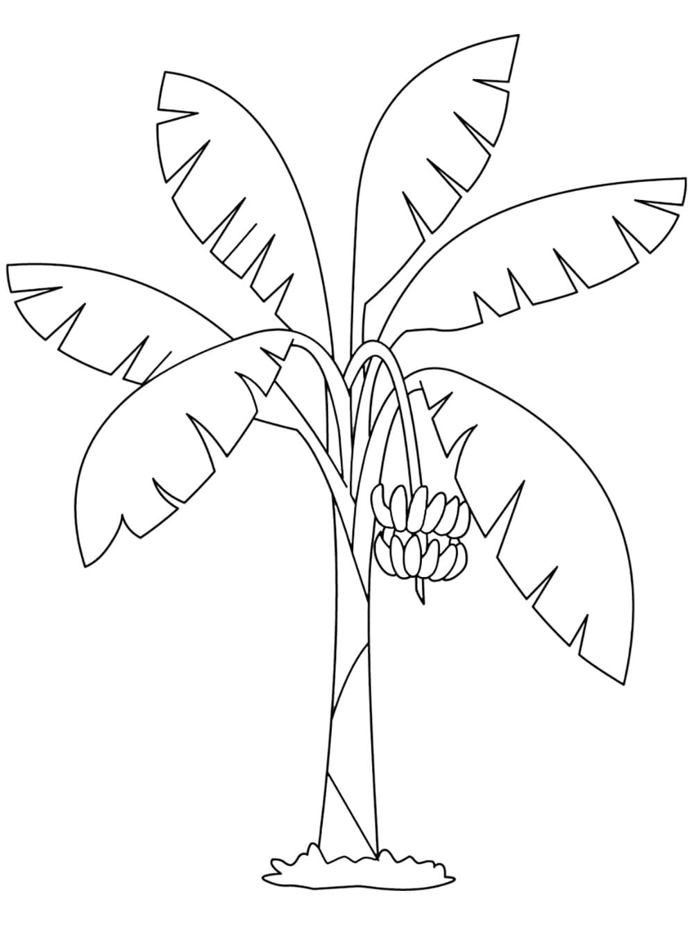 Cây Chuối Đẹp và Đơn Giản