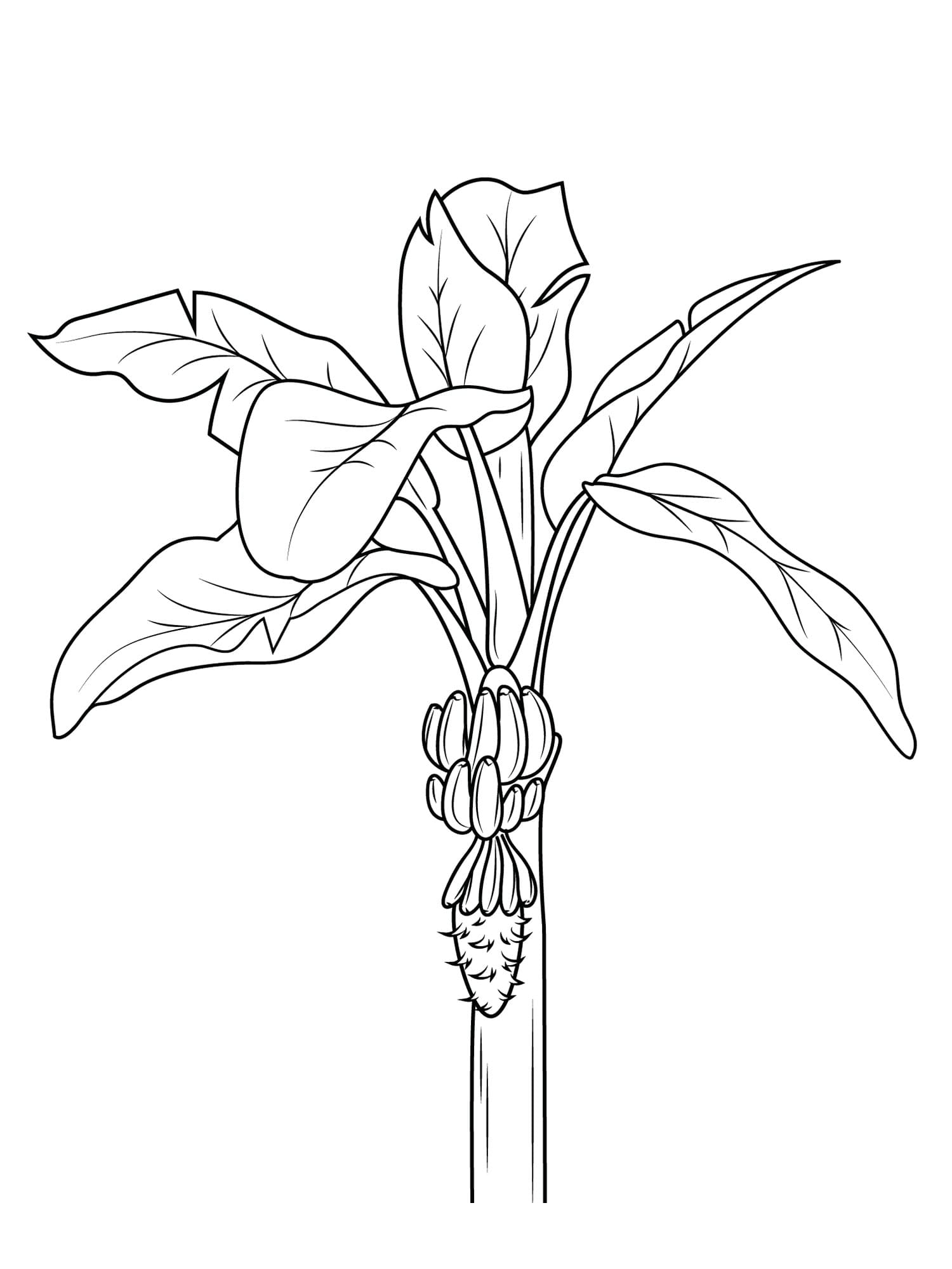 Cây Chuối Đơn Giản