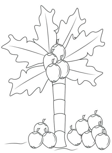 Cây Dừa Nhiều Quả