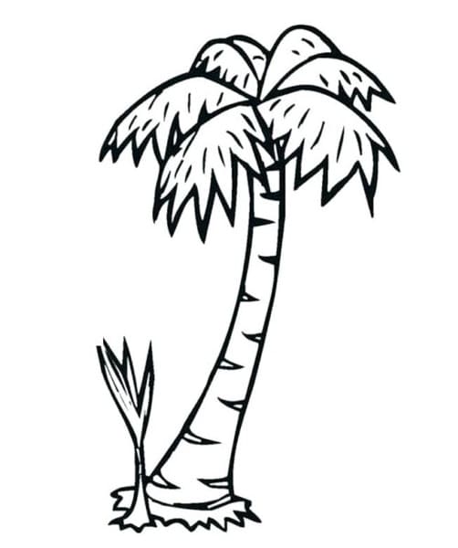 Cây Dừa To Và Cây Dừa Bé