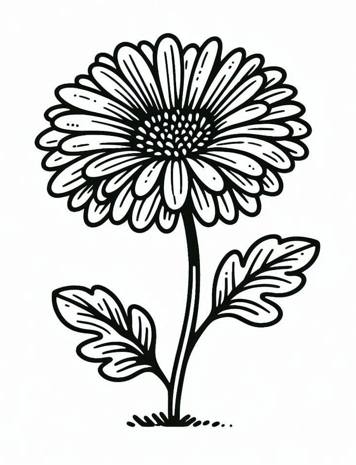 Cây Hoa Đồng Tiền