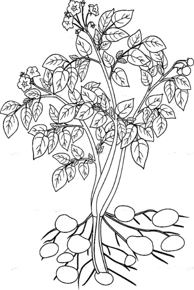 Cây Khoai Tây Trưởng Thành