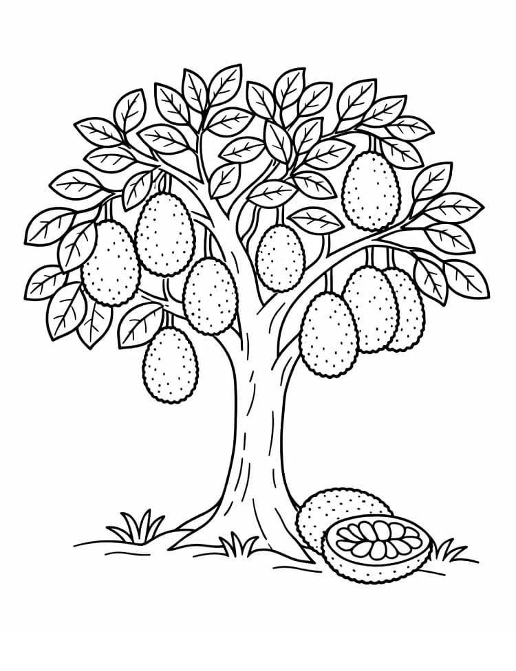 Cây Mít Nhiều Quả