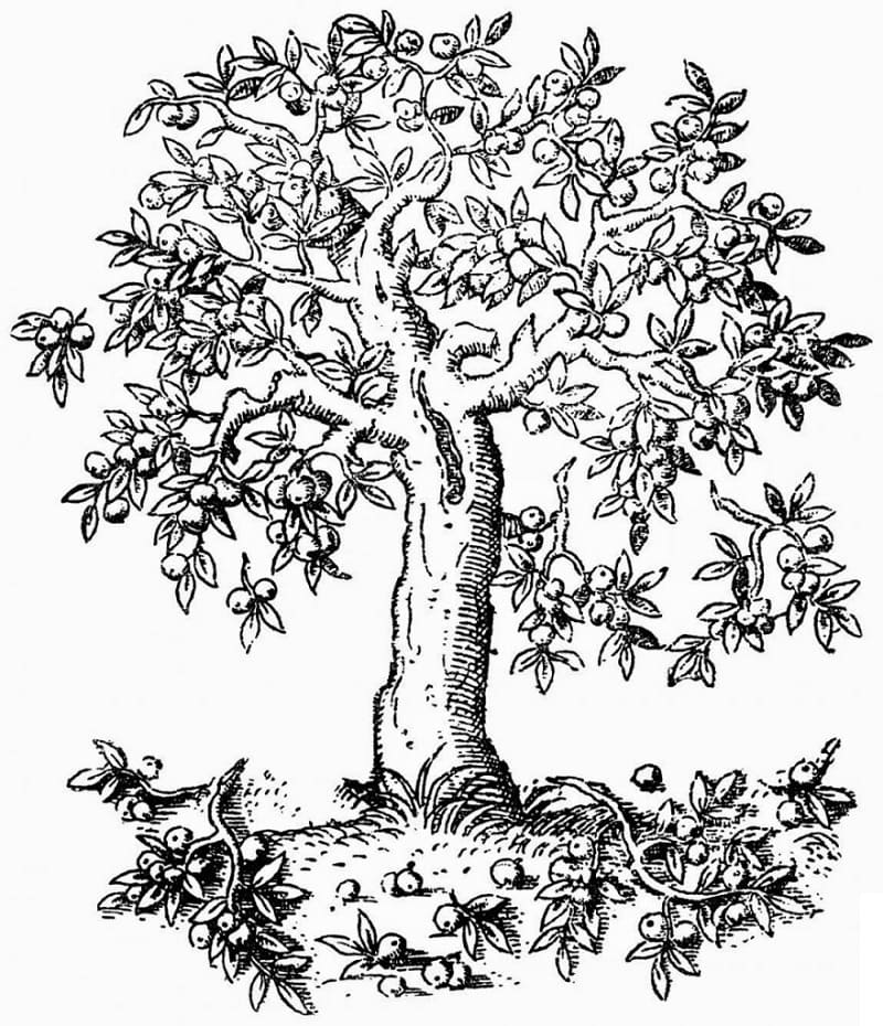 Cây Táo Gãy Cành