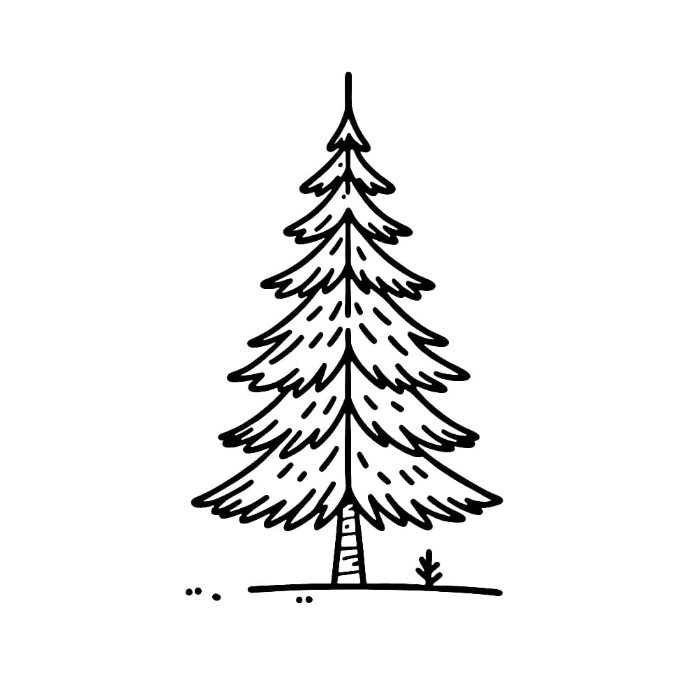 Cây Thông Thực Tế