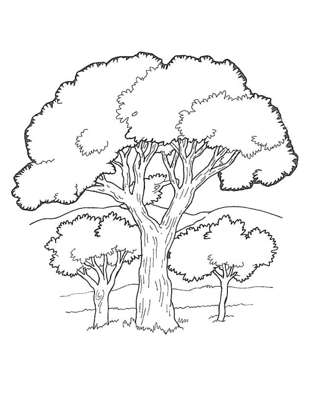 Cây Xanh Trong Rừng