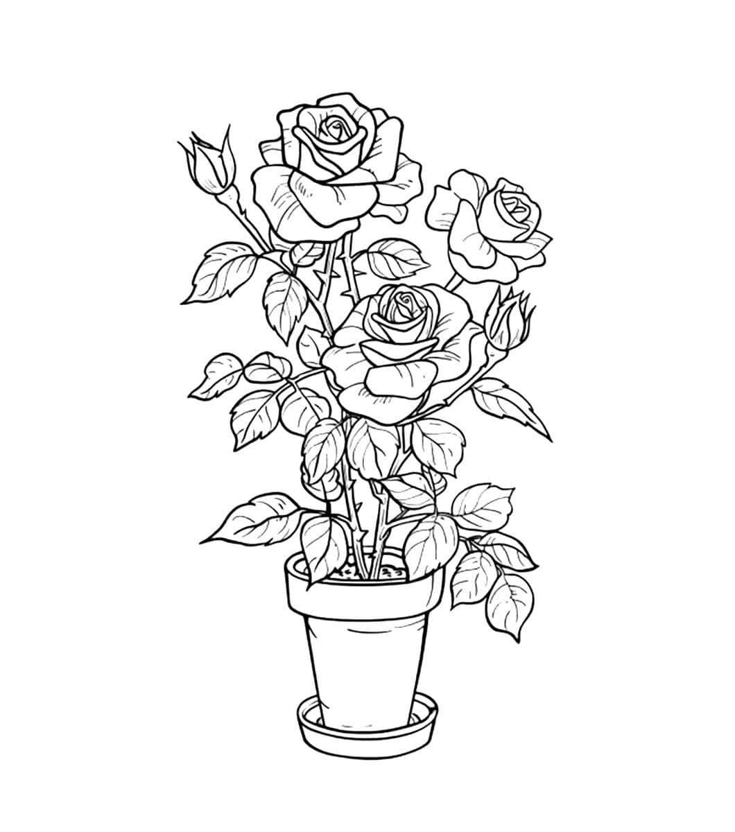 Chậu Hoa Hồng